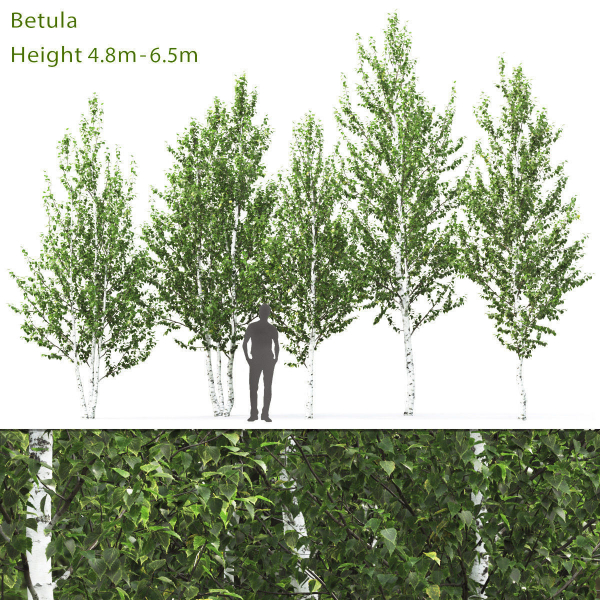 Betula 02 H4-6 m