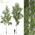 Betula 08 H12 m