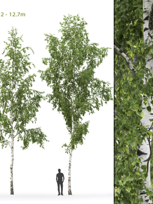 Betula 08 H12 m
