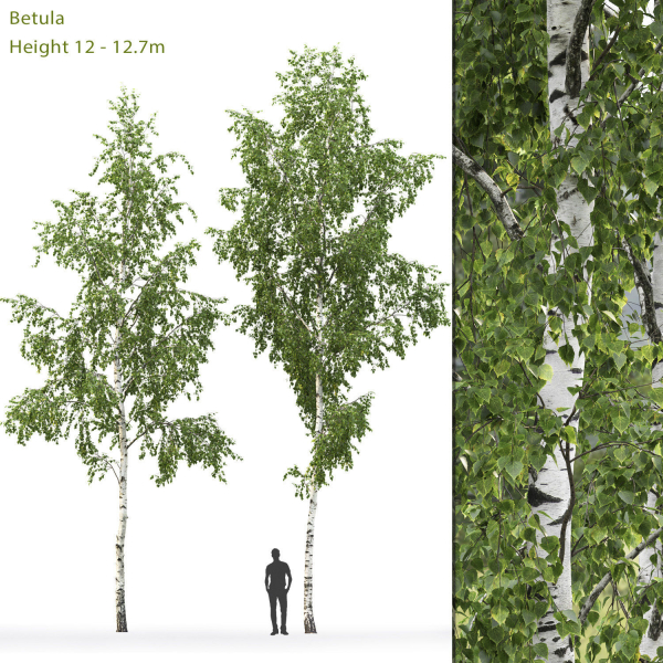 Betula 08 H12 m