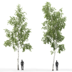 Betula 08 H12 m