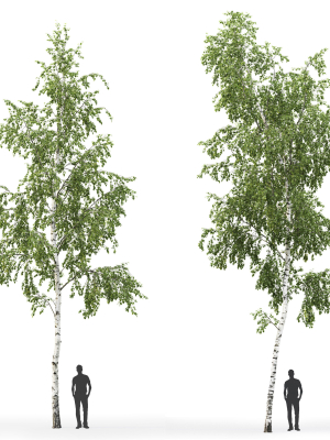 betula-08-h12-m-3d-model-96e44f022d