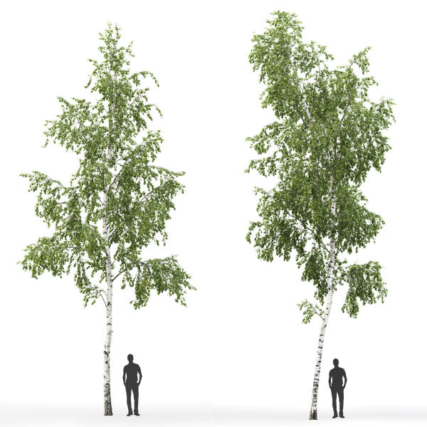 Betula 08 H12 m