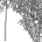 Betula 08 H12 m