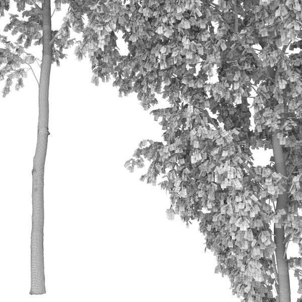 Betula 08 H12 m