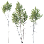 Betula Pendula 3 trees