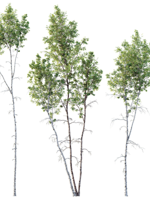Betula Pendula 3 trees