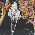 Betula Pendula 3 trees