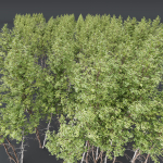 Betula Pendula 3 trees