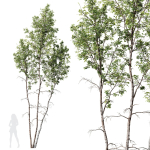 Betula Pendula 3 trees