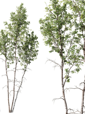 betula-pendula-3-trees-3d-model-6cb0e7b10e