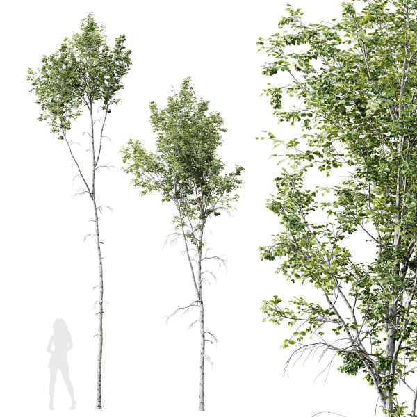 Betula Pendula 3 trees