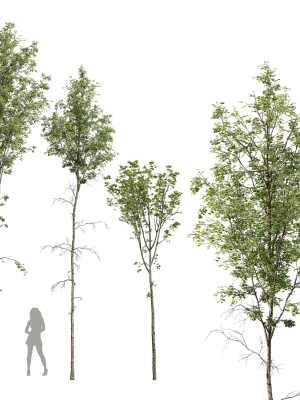Betula Pendula