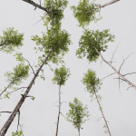 Betula Pendula