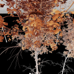 Betula Pendula