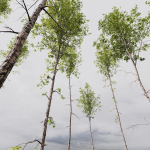 Betula Pendula