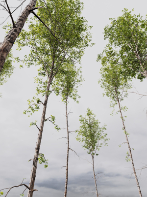 betula-pendula-3d-model-be94a74496
