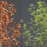 Betula Pendula