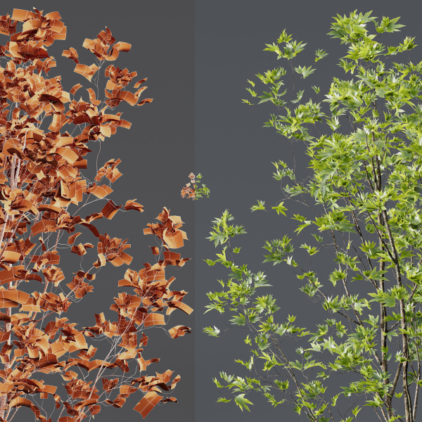 Betula Pendula