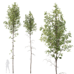 Betula Pendula