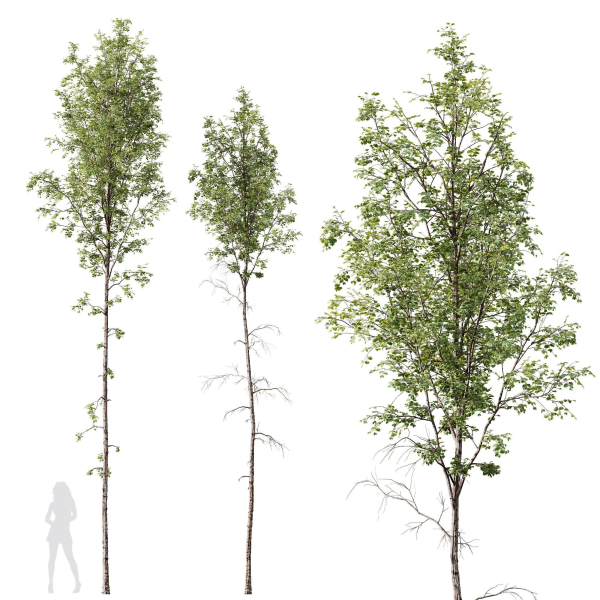 Betula Pendula