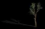 Big tree-plant-wood 045
