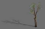 Big tree-plant-wood 045