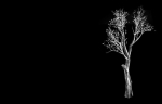 Big tree-plant-wood 045
