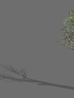Big tree-plant-wood 045