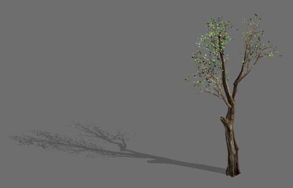 Big tree-plant-wood 045