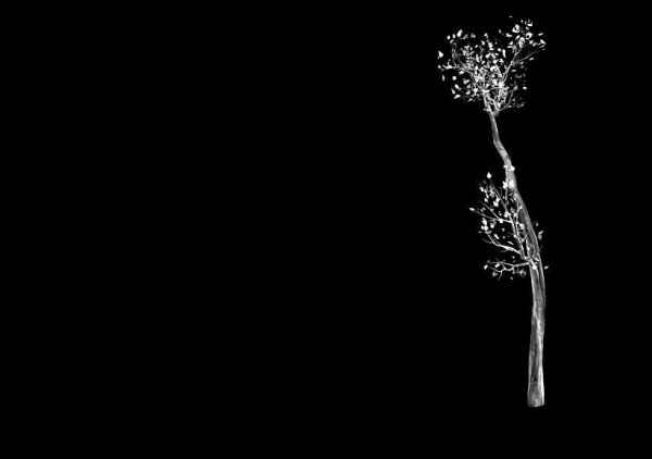 Big Tree-Plant-Wood 098