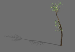 Big Tree-Plant-Wood 098