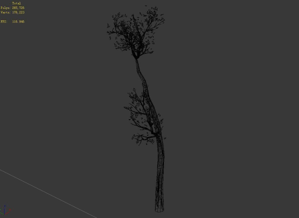 Big Tree-Plant-Wood 098