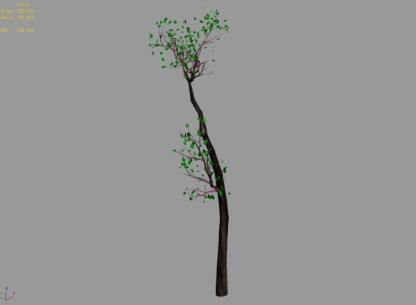 Big Tree-Plant-Wood 098
