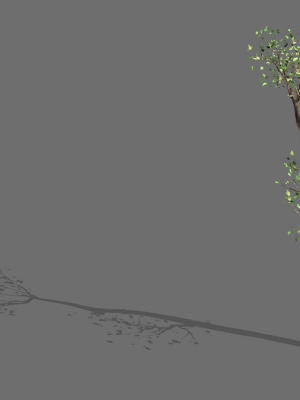 Big Tree-Plant-Wood 098