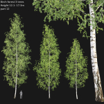 Birch forest collection