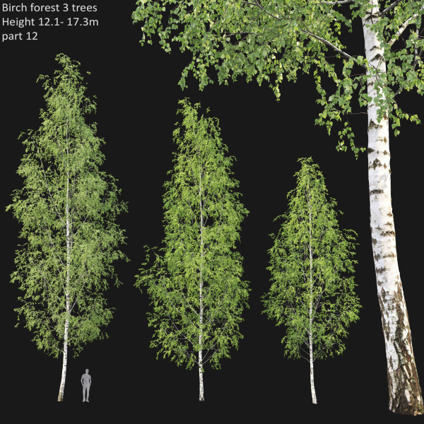 Birch forest collection