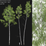 Birch forest collection
