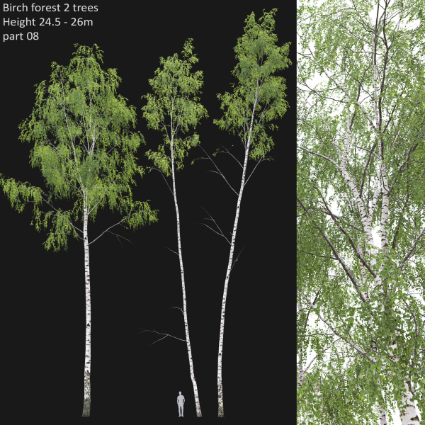 Birch forest collection