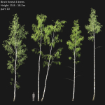 Birch forest collection