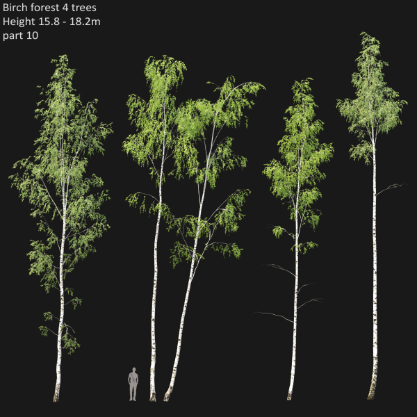 Birch forest collection