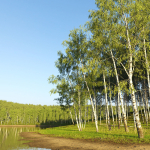 Birch forest collection