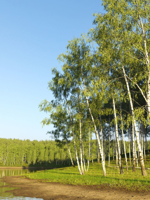 birch-forest-collection-3d-model-2b1b3157e5