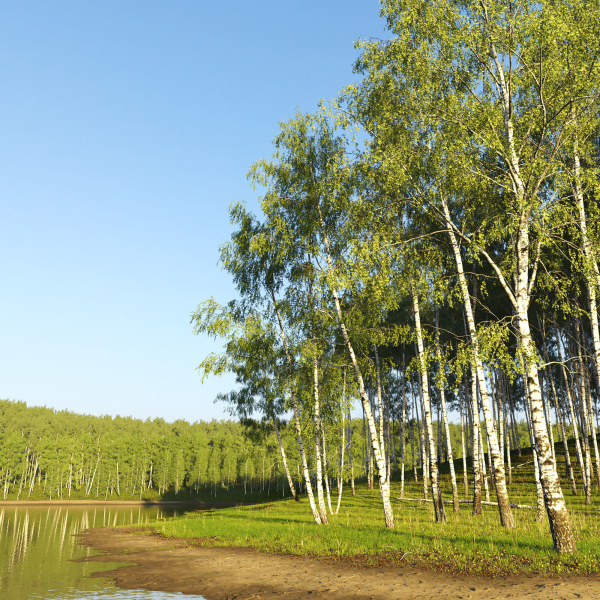 Birch forest collection