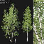 Birch forest collection