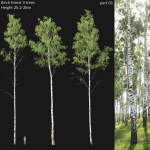 Birch forest collection