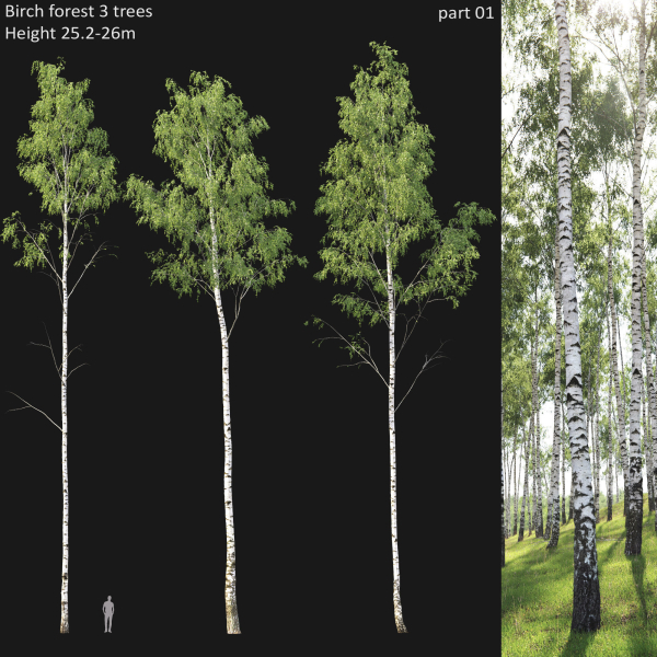 Birch forest collection