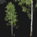Birch forest collection