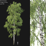 Birch forest collection