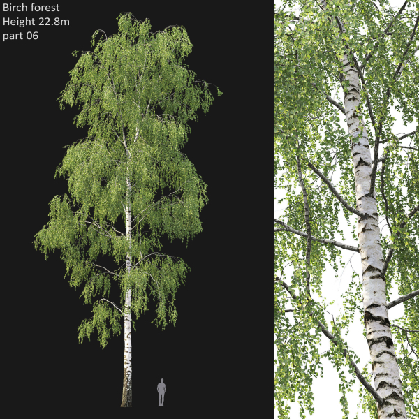 Birch forest collection